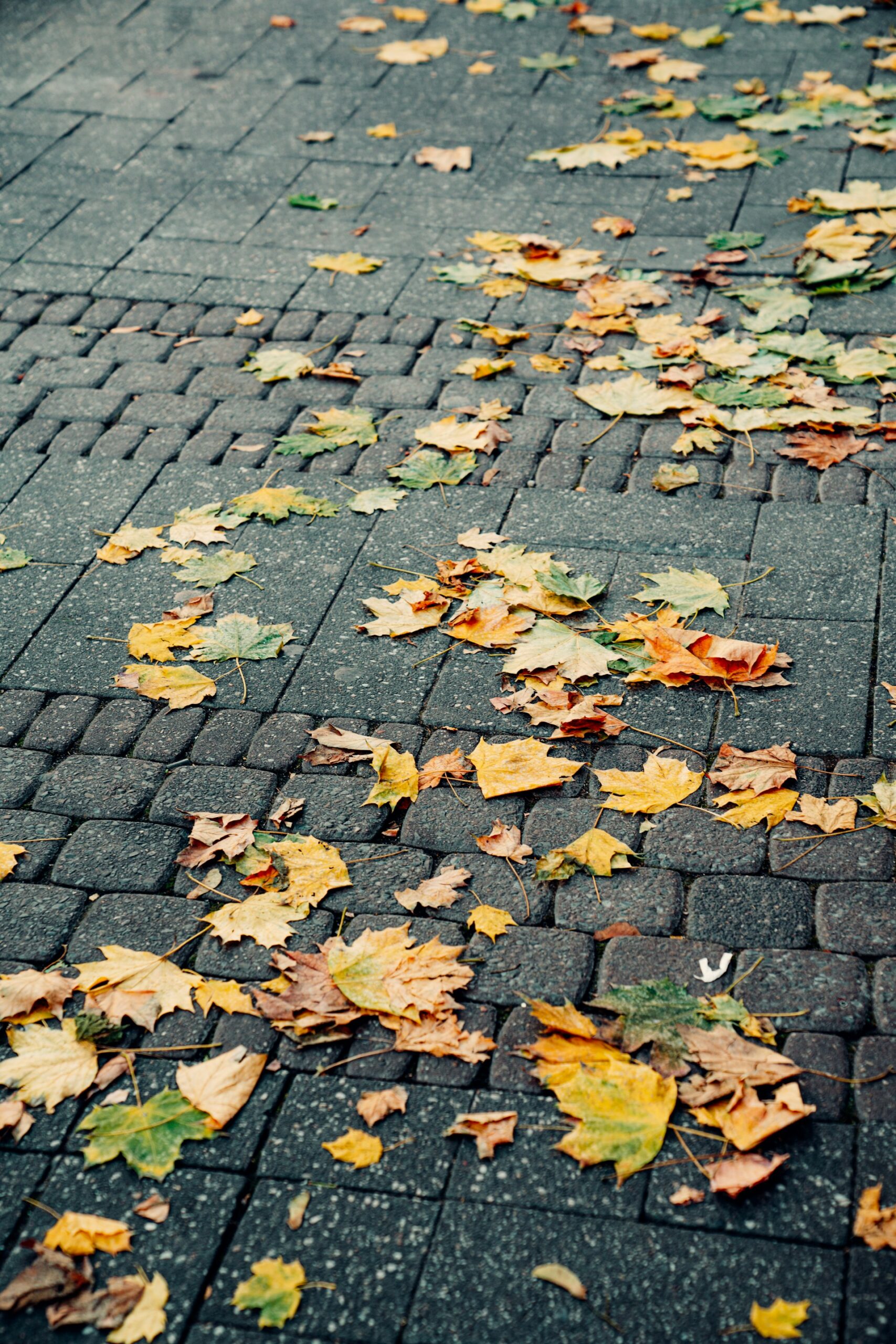 Ketenangan dari Detail Alam di Sekitar Rumah